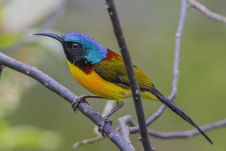Sun Birds & Colourful birds in India 2