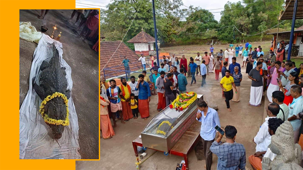 Vegetarian-Crocodile-Dies_Kasaragod-district-in-Kerala