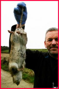 Attack of 200 million big rats on Britain