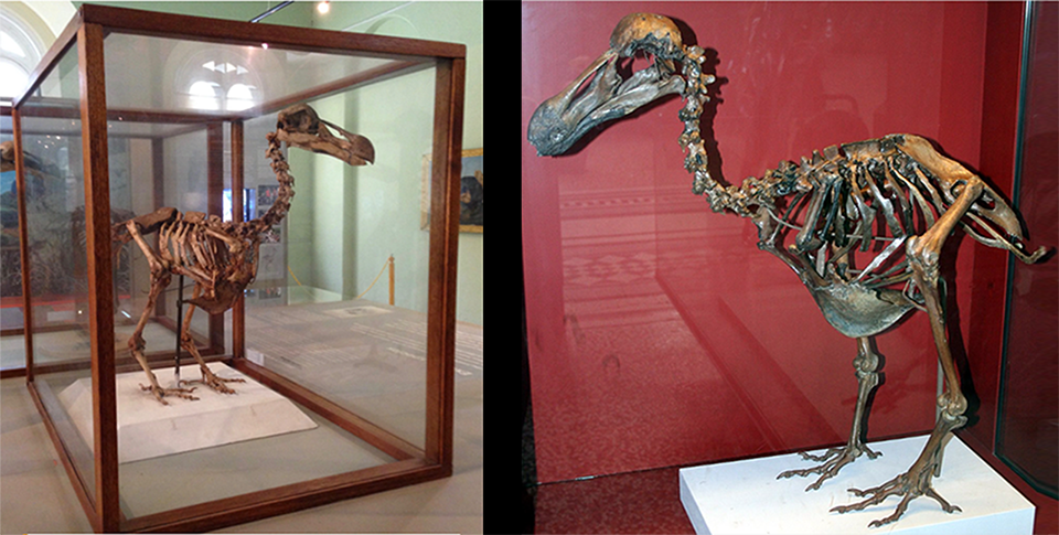 dodo birds research in hindi