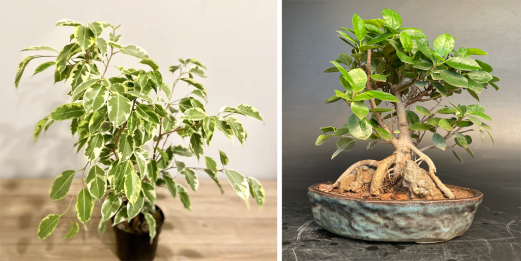 Exotic plant benfits & harm_3