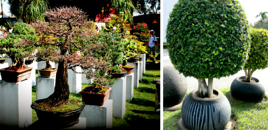 Exotic plant benfits & harm_4