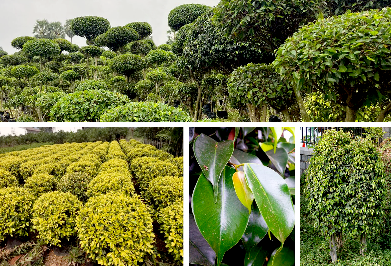 Exotic plant benfits & harm_6