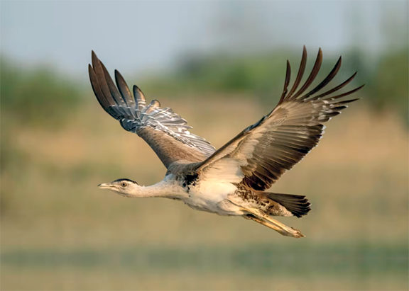 Godavan- Great Indian Bustard Bird in danger