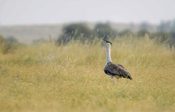 Godavan- Great Indian Bustard Bird in danger