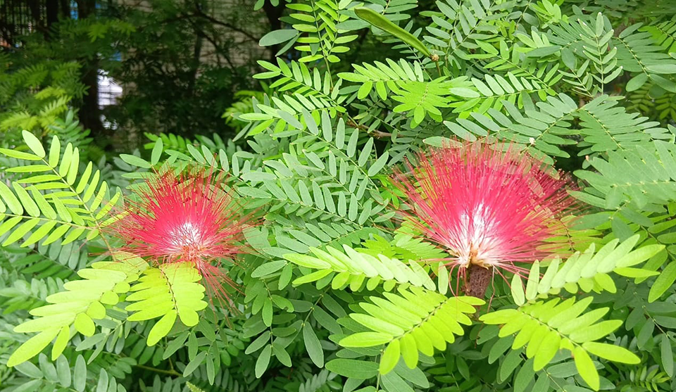 Shirish Flowers and Tree Albizia lebbeck in India and in Hindu Dharm (भारत और हिंदू धर्म में शिरीष के फूल और पेड़ अल्बिज़िया लेबेक)