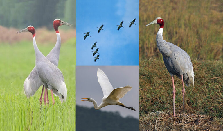 Cranes Birds Animal