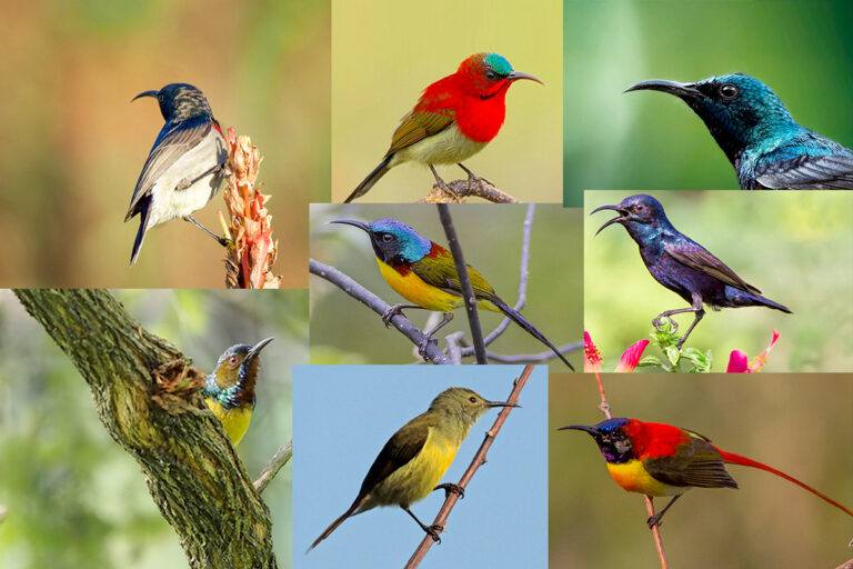 Sun Birds & Colourful birds in India