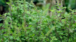 Tulasi Plant benefits