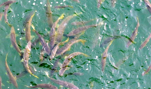 Chinese Fish in Ganga Rover