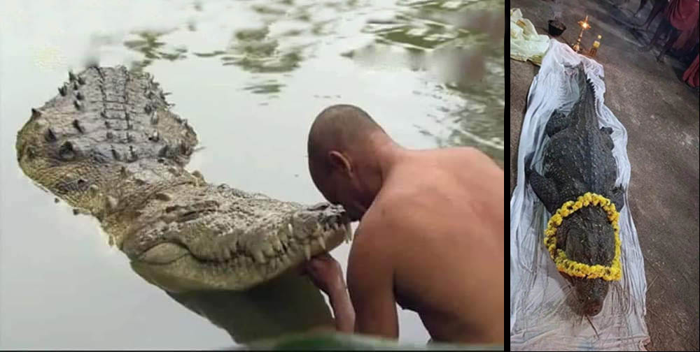 Vegetarian Crocodile Babiya Dies at Kasaragod district in Kerala