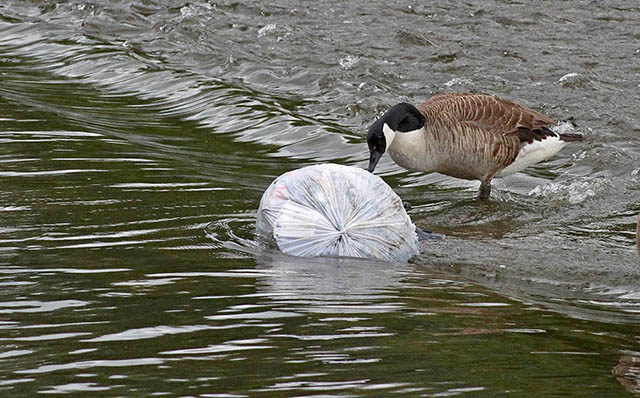 Single Use Plastic Slo poison in the world for life 5