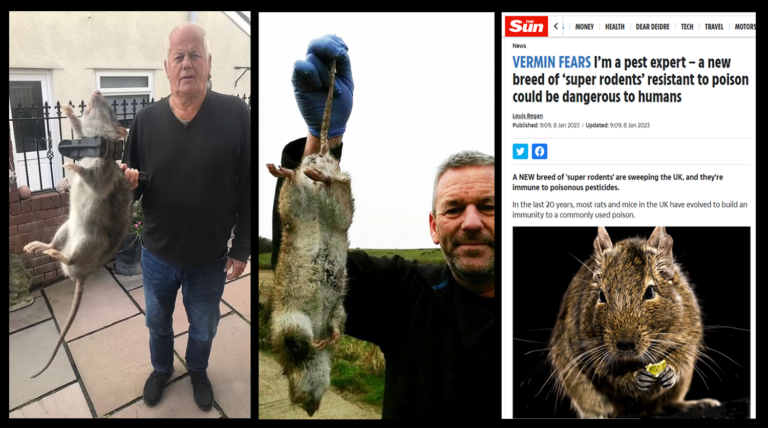 Attack of 200 million big rats on Britain