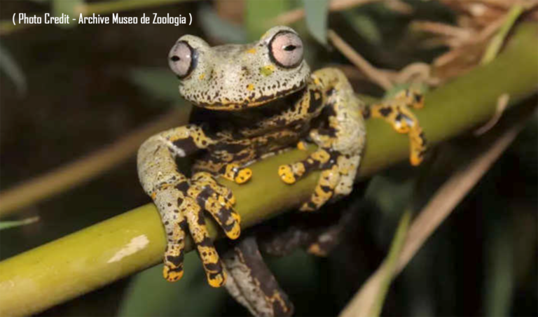 इक्वाडोर के जंगलों में मेंढक की एक ऐसी नई प्रजाति का पता लगाया है