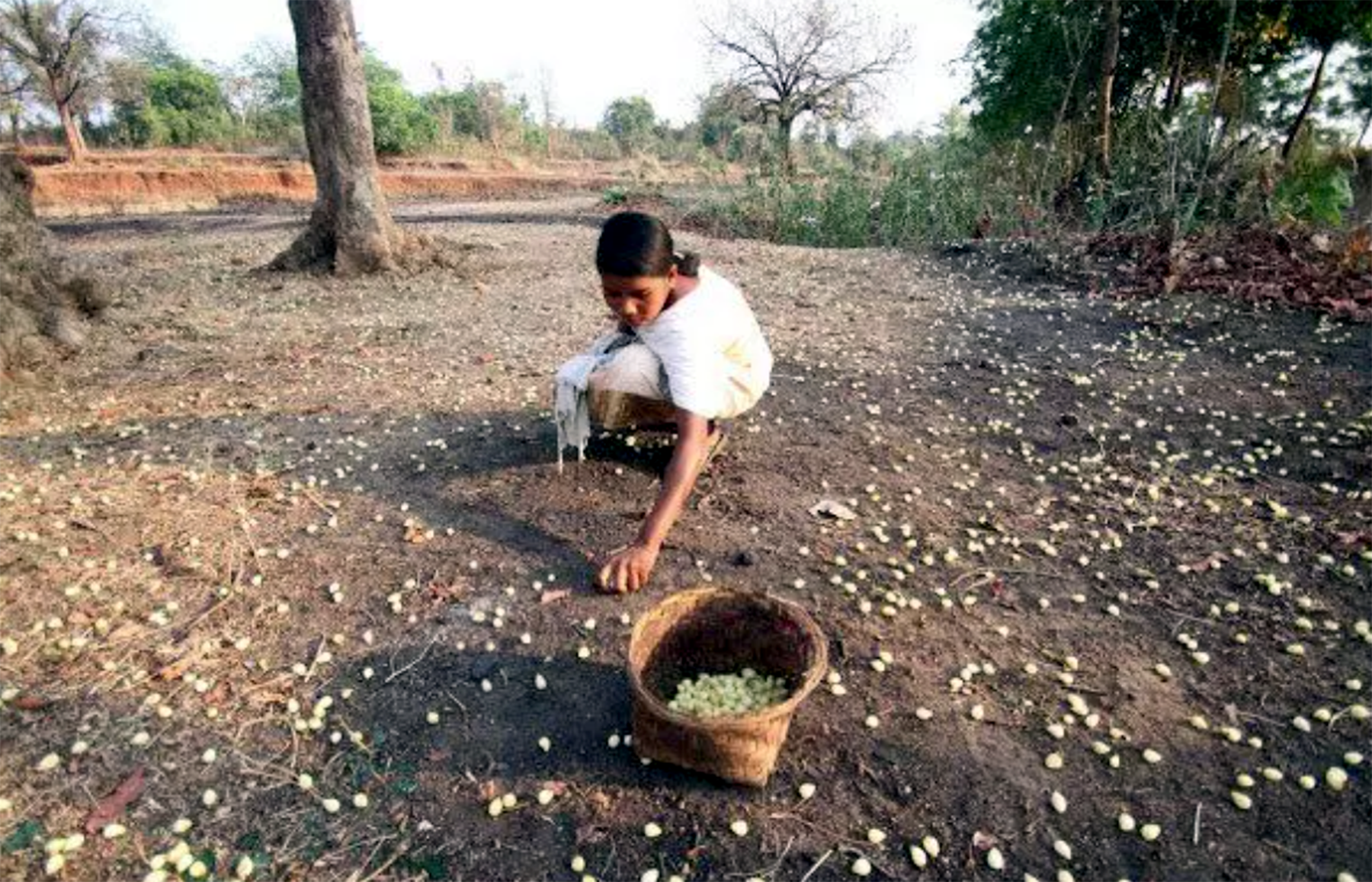 MAHUA PICKING WOMAN