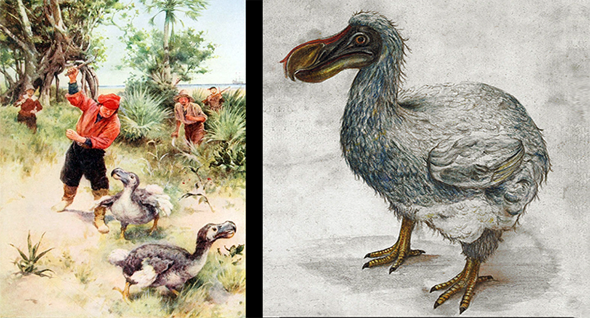 dodo birds research in hindi 2