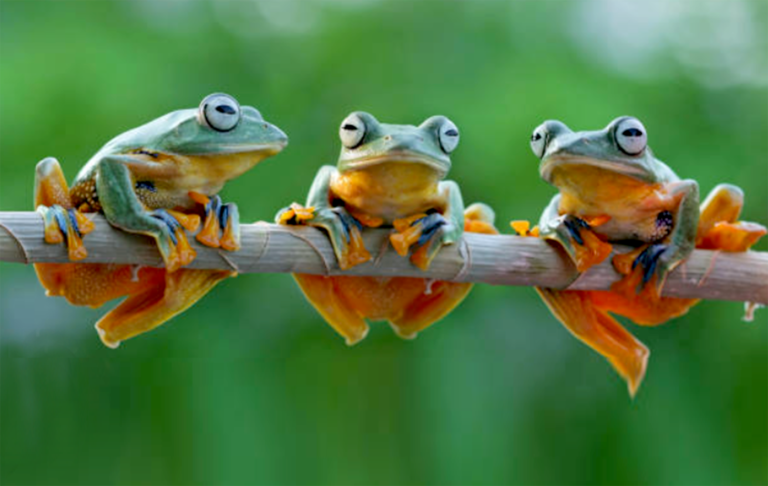 Frogs species have become extinct