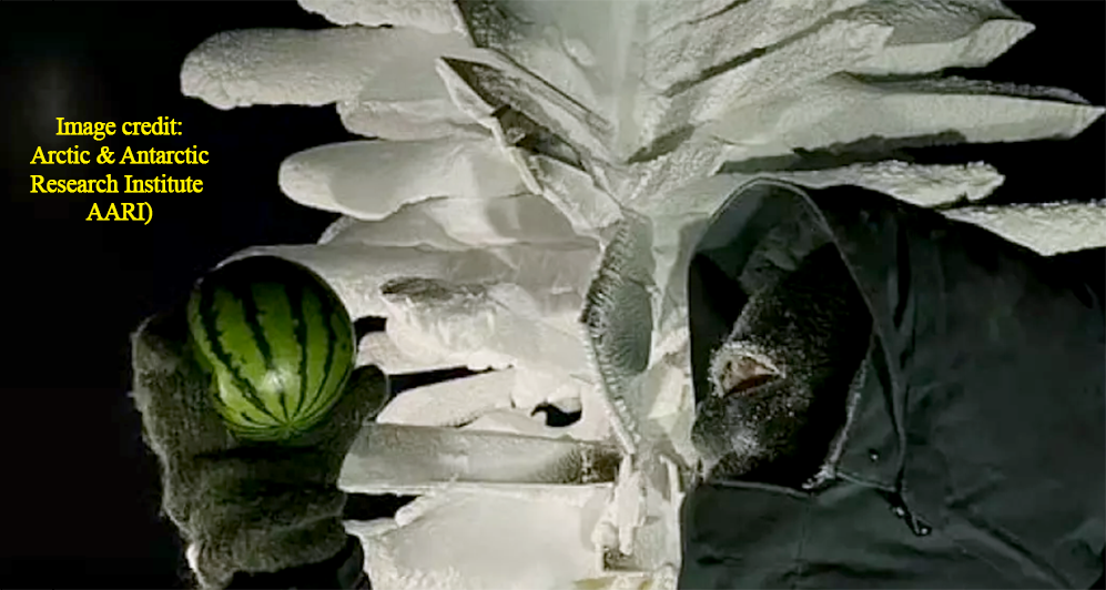 watermelons in the coldest place on Earth