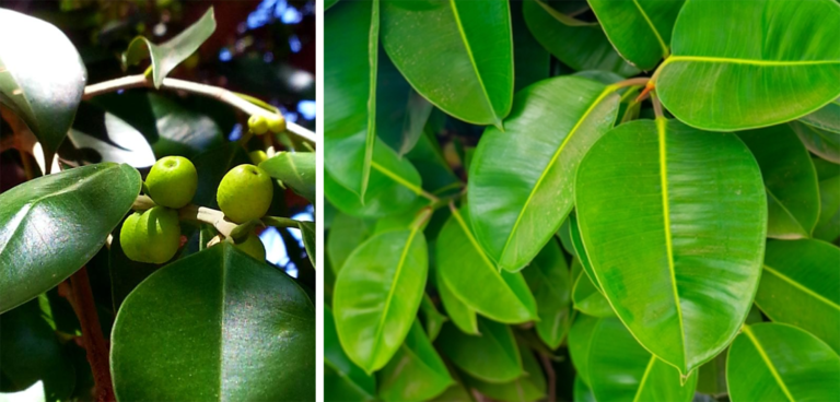 (Exotic plant benfits & harm in hindi)