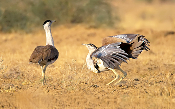 Godavan- Great Indian Bustard Bird in danger