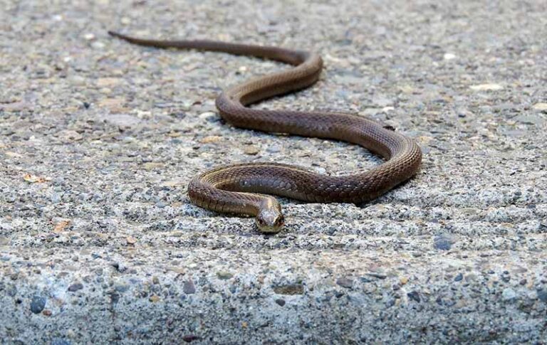 Snakes research from Puranas