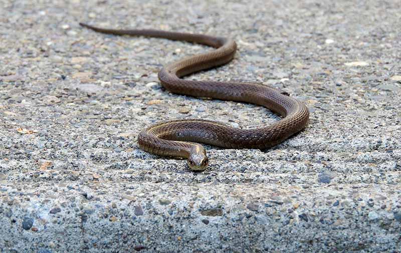 Snakes research from Puranas