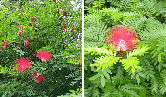 Shirish Flowers and Tree Albizia lebbeck in India and in Hindu Dharm (भारत और हिंदू धर्म में शिरीष के फूल और पेड़ अल्बिज़िया लेबेक)