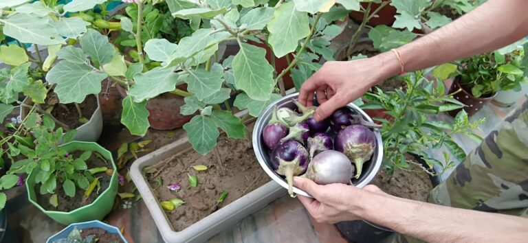brinjal farming and facts in hindi