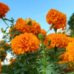 marigold Vedic mythological evidence and importance in Hindi 4