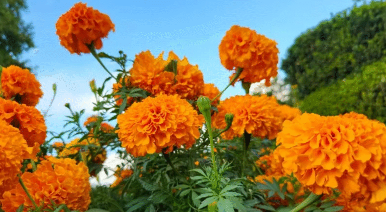 marigold Vedic mythological evidence and importance in Hindi 4