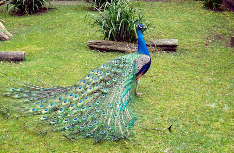 Peacock in ancient folklore and folk art