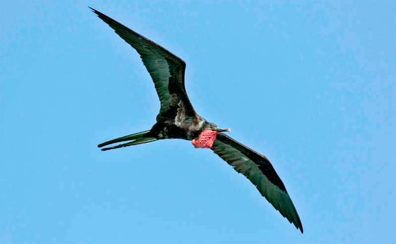 Great Frigatebirds in Hindi