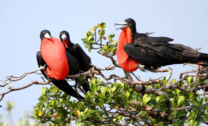 Great Frigatebirds in Hindi
