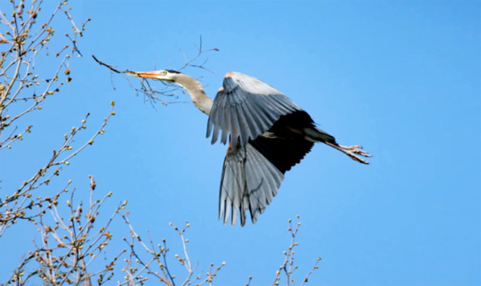 heron birds facts 2