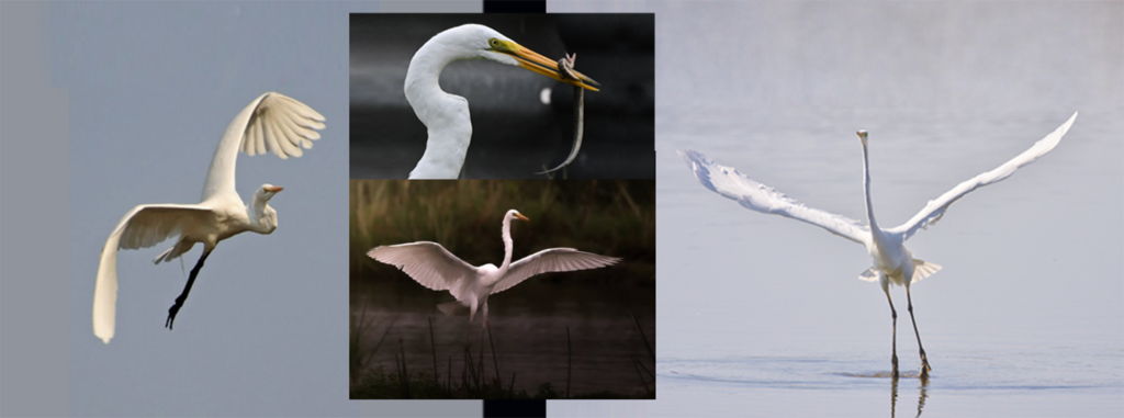 heron birds facts 2