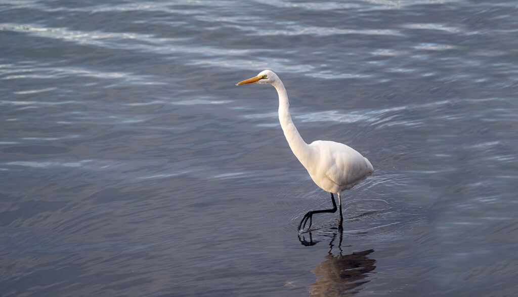 heron birds facts 2