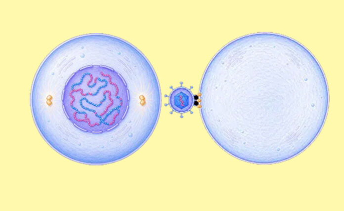 human body cells created in lab